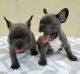 French Bulldog Puppies for sale in Eagle Pass, TX 78852, USA. price: NA