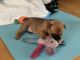 French Bulldog Puppies for sale in N Swan Rd, Tucson, AZ, USA. price: NA