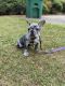 French Bulldog Puppies for sale in Norcross, GA, USA. price: $3,500