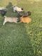 French Bulldog Puppies for sale in Paramount, CA, USA. price: $6,000