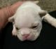 French Bulldog Puppies for sale in Owensboro, KY, USA. price: $3,500