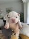 French Bulldog Puppies for sale in Waterford Twp, MI, USA. price: $6,000