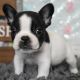 French Bulldog Puppies for sale in Seymour, CT 06483, USA. price: NA
