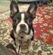 French Bulldog Puppies for sale in Frazeysburg, OH 43822, USA. price: NA