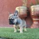French Bulldog Puppies for sale in Glendale, CA 91203, USA. price: NA
