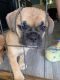 French Bulldog Puppies for sale in Cumberland, MD 21502, USA. price: $1,300
