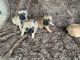 French Bulldog Puppies for sale in Kennewick, WA, USA. price: NA