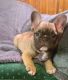 French Bulldog Puppies for sale in Columbus, TX, USA. price: NA