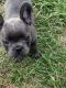 French Bulldog Puppies for sale in Smithville, TX 78957, USA. price: NA