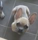 French Bulldog Puppies for sale in Redford Charter Twp, MI, USA. price: NA