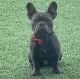 French Bulldog Puppies for sale in Happy Valley, OR, USA. price: $3,500