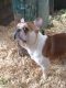 French Bulldog Puppies for sale in Sutherlin, OR, USA. price: $500