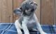 French Bulldog Puppies for sale in Costa Mesa, CA 92626, USA. price: NA