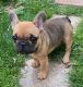 French Bulldog Puppies for sale in Boston, MA, USA. price: $3,000