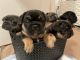 French Bulldog Puppies for sale in Gilroy, CA 95020, USA. price: $5,000
