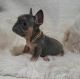 French Bulldog Puppies for sale in Toronto, ON, Canada. price: $500