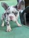 French Bulldog Puppies for sale in Lake Havasu City, AZ, USA. price: $50,008,000