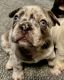 French Bulldog Puppies for sale in Cleburne, TX 76033, USA. price: $6,000