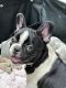 French Bulldog Puppies for sale in Cleburne, TX 76033, USA. price: $4,000
