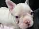 French Bulldog Puppies for sale in Cleburne, TX 76033, USA. price: $4,200