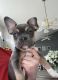 French Bulldog Puppies for sale in Bryan, OH 43506, USA. price: NA