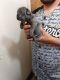 French Bulldog Puppies for sale in Yuba City, CA 95993, USA. price: NA