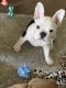 French Bulldog Puppies for sale in Shelby Twp, MI, USA. price: $2,500