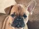French Bulldog Puppies for sale in Calabasas, CA 91301, USA. price: NA