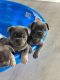 French Bulldog Puppies for sale in Tulsa, OK, USA. price: $3,500