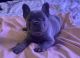 French Bulldog Puppies for sale in Homestead, FL, USA. price: $7,500