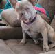 French Bulldog Puppies for sale in Puyallup, WA, USA. price: $3,000