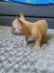French Bulldog Puppies for sale in Bloomington, CA, USA. price: NA
