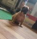 French Bulldog Puppies for sale in Dittmer, MO 63023, USA. price: NA