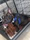 French Bulldog Puppies for sale in San Pedro, CA 90731, USA. price: $1,400