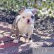 French Bulldog Puppies for sale in Queens, NY 11106, USA. price: NA