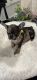 French Bulldog Puppies for sale in City of Industry, CA 91746, USA. price: NA