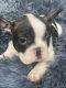 French Bulldog Puppies for sale in Waldorf, MD, USA. price: $7,500