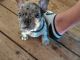 French Bulldog Puppies for sale in Waterloo, SC 29384, USA. price: NA