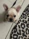 French Bulldog Puppies for sale in Chandigarh, India. price: 2700 INR