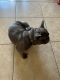 French Bulldog Puppies for sale in Homestead, FL 33035, USA. price: $7,000