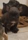 French Bulldog Puppies for sale in Lytle, TX 78052, USA. price: NA