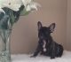 French Bulldog Puppies for sale in Madison Heights, VA 24572, USA. price: NA