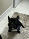 French Bulldog Puppies for sale in Naples, FL, USA. price: $3,500