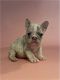 French Bulldog Puppies for sale in 3770 Stauss Ct, Antelope, CA 95843, USA. price: $1,500