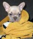 French Bulldog Puppies for sale in Huntsville, TX, USA. price: $7,000
