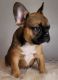 French Bulldog Puppies for sale in Cleveland, OH 44109, USA. price: $7,000