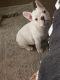 French Bulldog Puppies for sale in Shelby Twp, MI, USA. price: $2,000