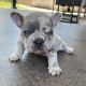 French Bulldog Puppies for sale in San Pedro, Los Angeles, CA, USA. price: $5,000
