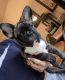 French Bulldog Puppies for sale in Shelby Twp, MI, USA. price: $2,500