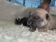 French Bulldog Puppies for sale in 29115 Shadbush, Wildomar, CA 92595, USA. price: NA